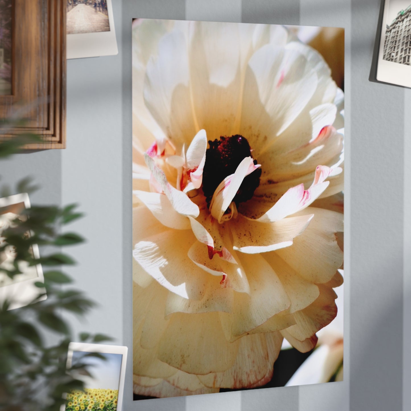 Cream Peony - Photo Print